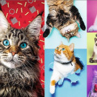 Puzzle - Trefl - Veselé kočky