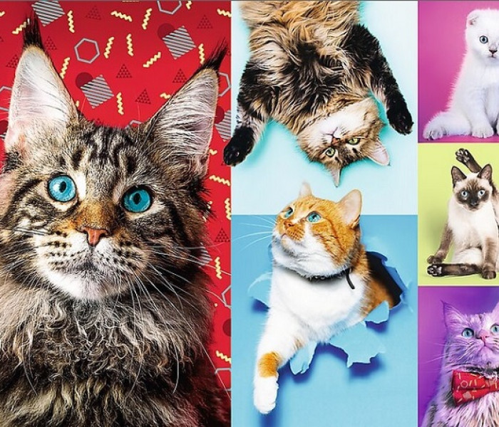 Puzzle - Trefl - Veselé kočky