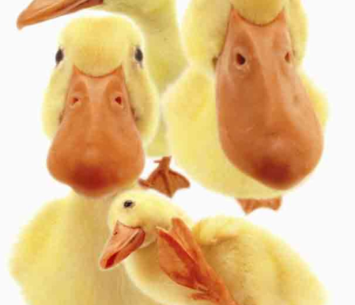 Puzzle - Piatnik - Hanadeka - kachny