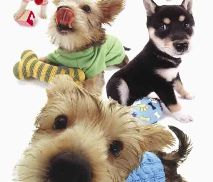 Puzzle - Piatnik - Hanadeka - Štěňata